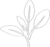 Organic Essential Oils